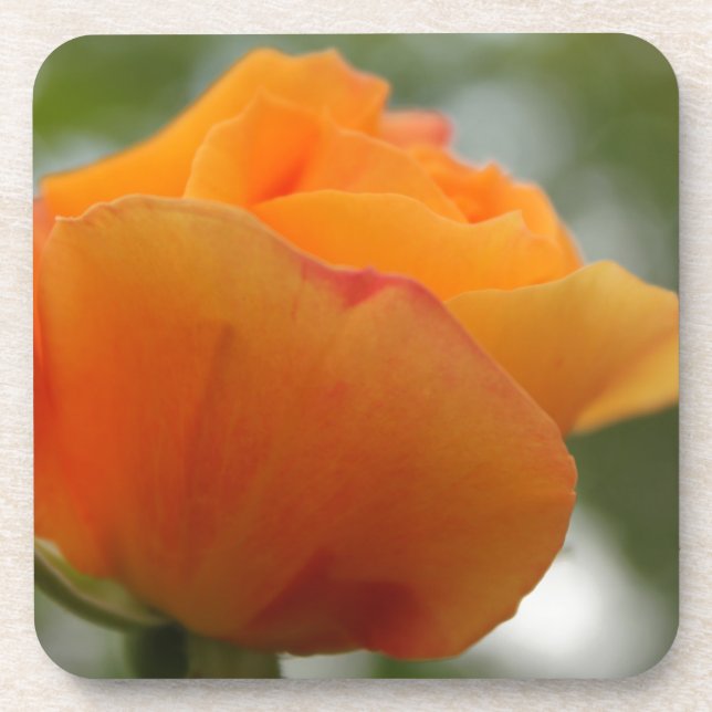 Dessous-de-verre Magnifique photo de fleurs de rose jaune. (Devant)