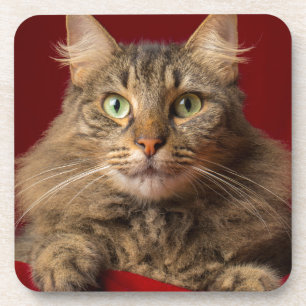 Dessous-de-verre Maine Coon pour Noël avec collectionneur