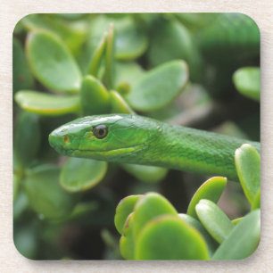 Dessous-de-verre Mamba vert oriental (Dendroaspis angusticeps)
