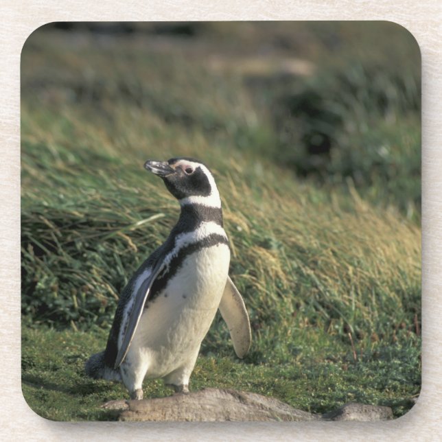 Dessous-de-verre Manchot de Magellan (Spheniscus magellanicus), (Devant)