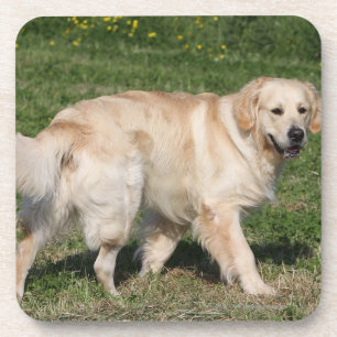 Dessous-de-verre Marche de golden retriever