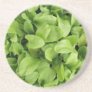 Dessous de verre Marigold Seedlings