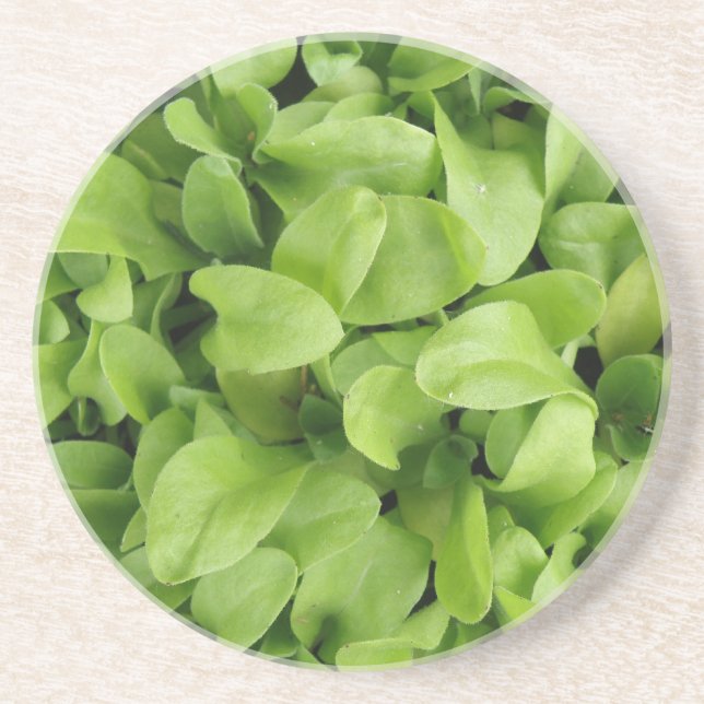 Dessous de verre Marigold Seedlings (Devant)