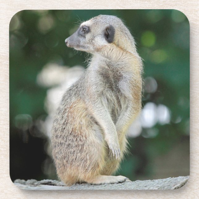 Dessous-de-verre Meerkat 025 (Devant)