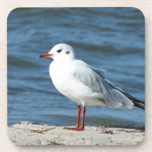 Dessous-de-verre mer, eau, mouette, oiseau, voyage, bleu, ciel,
