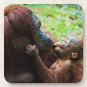 Dessous-de-verre Mère orang-outan avec bébé