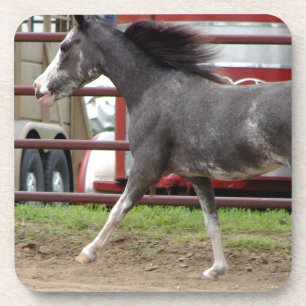 Dessous-de-verre Mini cheval dans la classe de liberté