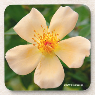 Dessous-de-verre Mme Oakley Fisher Rose