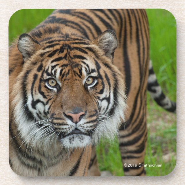 Dessous-de-verre modèle (Devant)