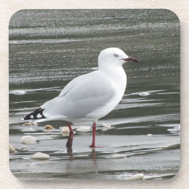 Dessous-de-verre Mouette dans l'eau (Devant)