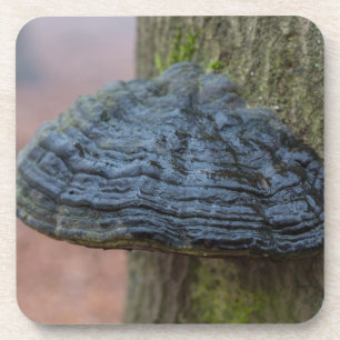 Dessous-de-verre Mushroom on a tree trunk in the forest
