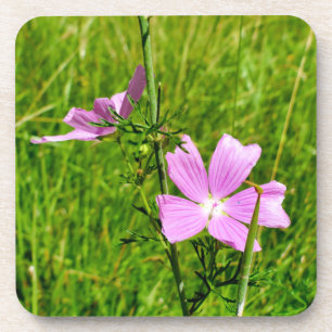 Dessous-de-verre Musk-mallow