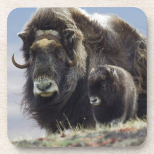 Dessous-de-verre Musk Ox with Calf