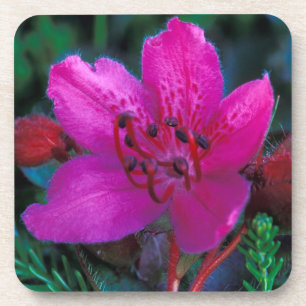 Dessous-de-verre NA, États-Unis, Alaska, Îles Aléoutiennes, Fleurs