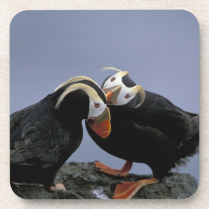 Dessous-de-verre NA, États-Unis, Alaska, mer de Béring, Pribilofs.
