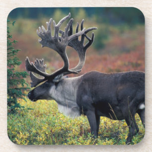 Dessous-de-verre NA, États-Unis, Alaska, Parc national Denali, Cari