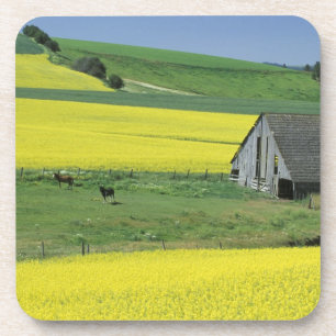Dessous-de-verre NA, États-Unis, Idaho, près de Potlatch, Canola et