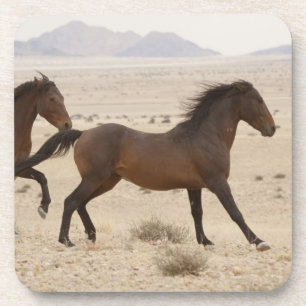 Dessous-de-verre Namibie, Aus. Chevaux sauvages courant sur le Nami