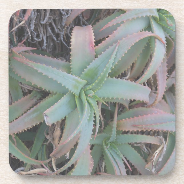 Dessous-de-verre Nevada succulents (Devant)