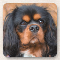 Noir et Tan Cavalier King Charles Spaniel Chien
