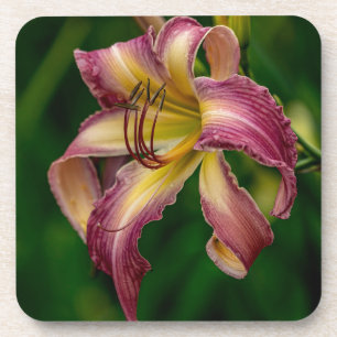 Dessous-de-verre Northwind Dancer Daylily