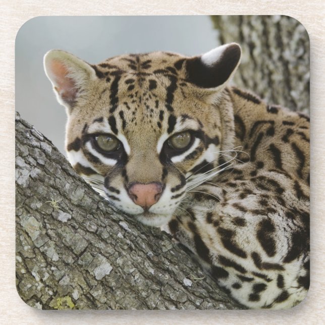 Dessous-de-verre Ocelot, Felis pardalis, captif, femelle au repos 2 (Devant)