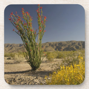 Dessous-de-verre Ocotillo and desert senna