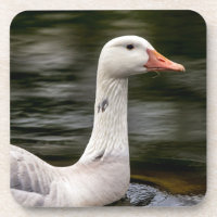 Oie canadienne leuciste