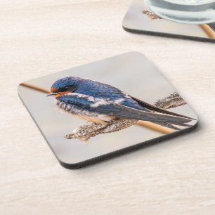 Dessous-de-verre Oiseau bleu, Hirondelle de grange, Photographie ca