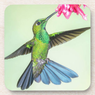 Dessous-de-verre Oiseau-de-colibri brillant et fleurs roses