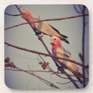Dessous-de-verre Oiseaux de Galah dans l'arbre2