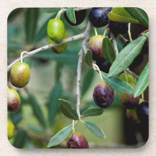 Dessous-de-verre Olive Fruit Growing on the Tree