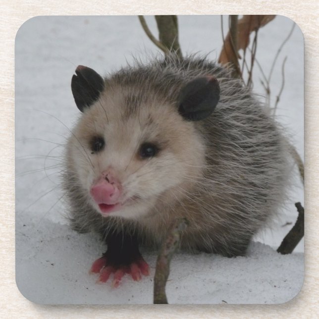Dessous-de-verre Opossum (Devant)