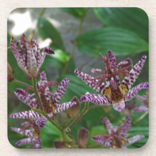 Dessous-de-verre Orchidée blanche rayée violette rose comme lys de 