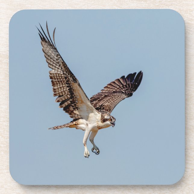 Dessous-de-verre Osprey juvénile en vol (Devant)