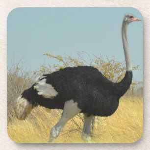 Dessous-de-verre Ostrige pour courir