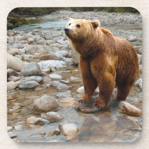 Dessous-de-verre Ours Brown dans le ruisseau