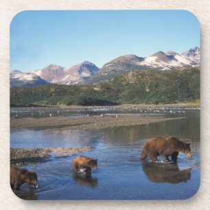 Dessous-de-verre Ours brun, grizzly, truie et oursons dans