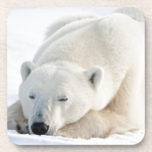 Dessous-de-verre Ours polaire en hiver
