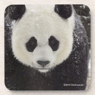 Dessous-de-verre Panda géant dans la neige