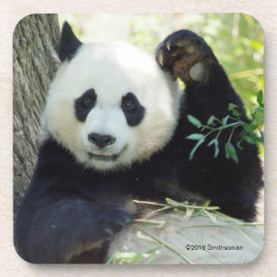 Dessous-de-verre Panda géant se reposant contre l'arbre