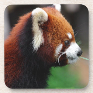 Dessous-de-verre Panda rouge