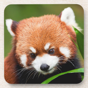 Dessous-de-verre Panda roux mignon