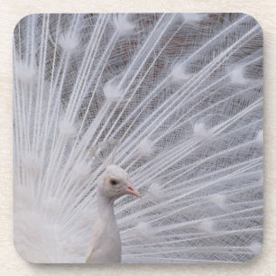 Dessous-de-verre Paon blanc