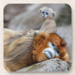 Dessous-de-verre Papa singe à nez doré avec bébé
