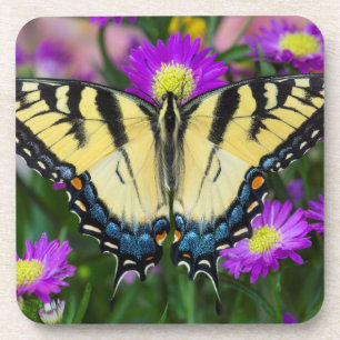 Dessous-de-verre Papillon à queue d'hirondelle sur marguerite