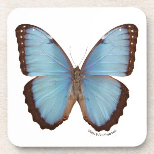 Dessous-de-verre Papillon bleu de Morpho