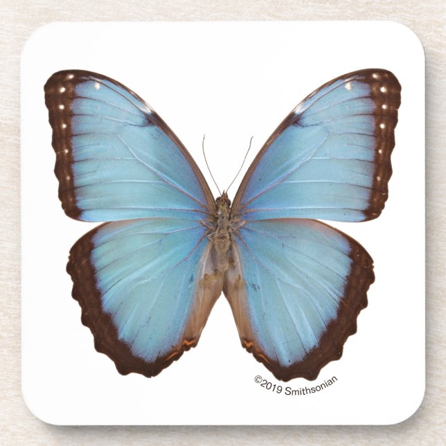 Dessous-de-verre Papillon bleu de Morpho (Devant)
