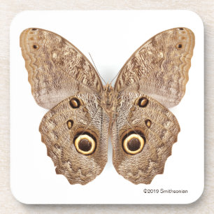 Dessous-de-verre Papillon de hibou