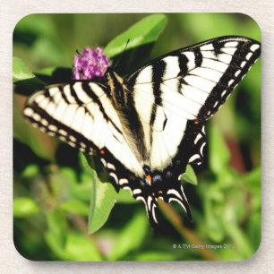 Dessous-de-verre Papillon de machaon de tigre. Papilio glacus.